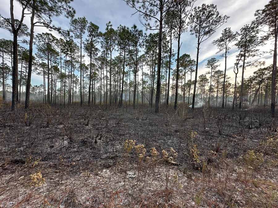 Forest floor with charred vegetation and tall pine trees under a cloudy sky.
