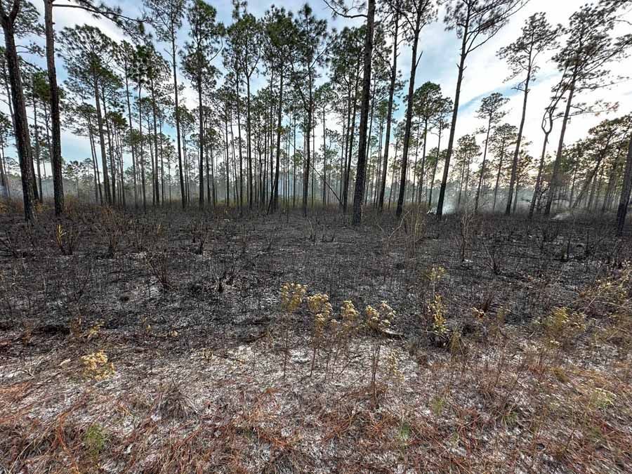 Burned forest floor with tall pine trees. Charred ground and sparse vegetation.