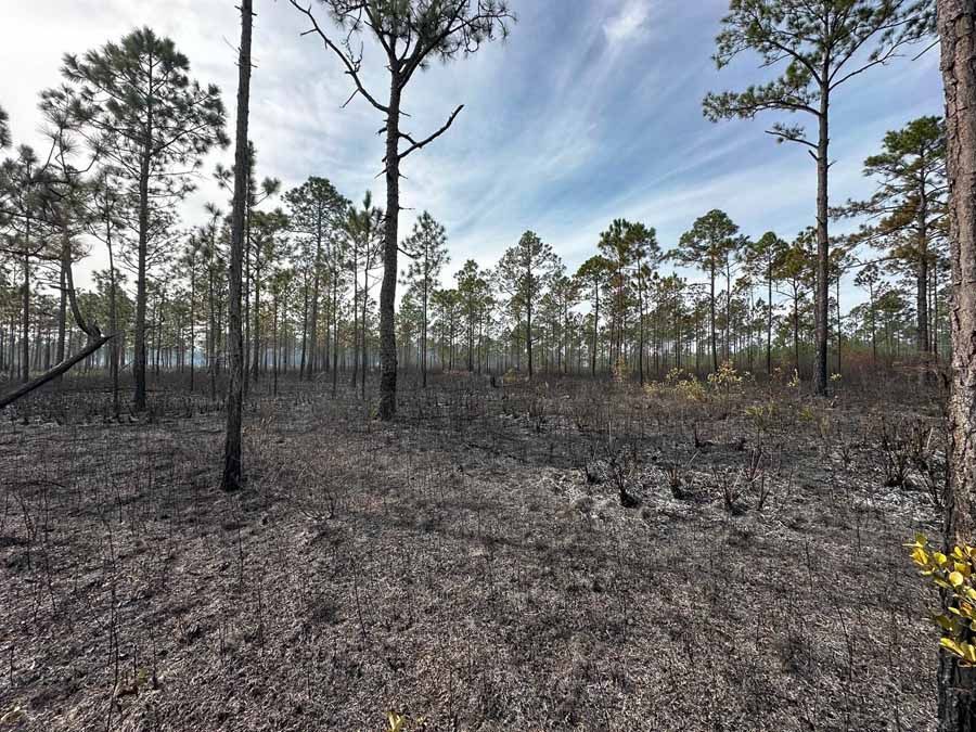 Burned forest floor with tall pines, under a cloudy sky.