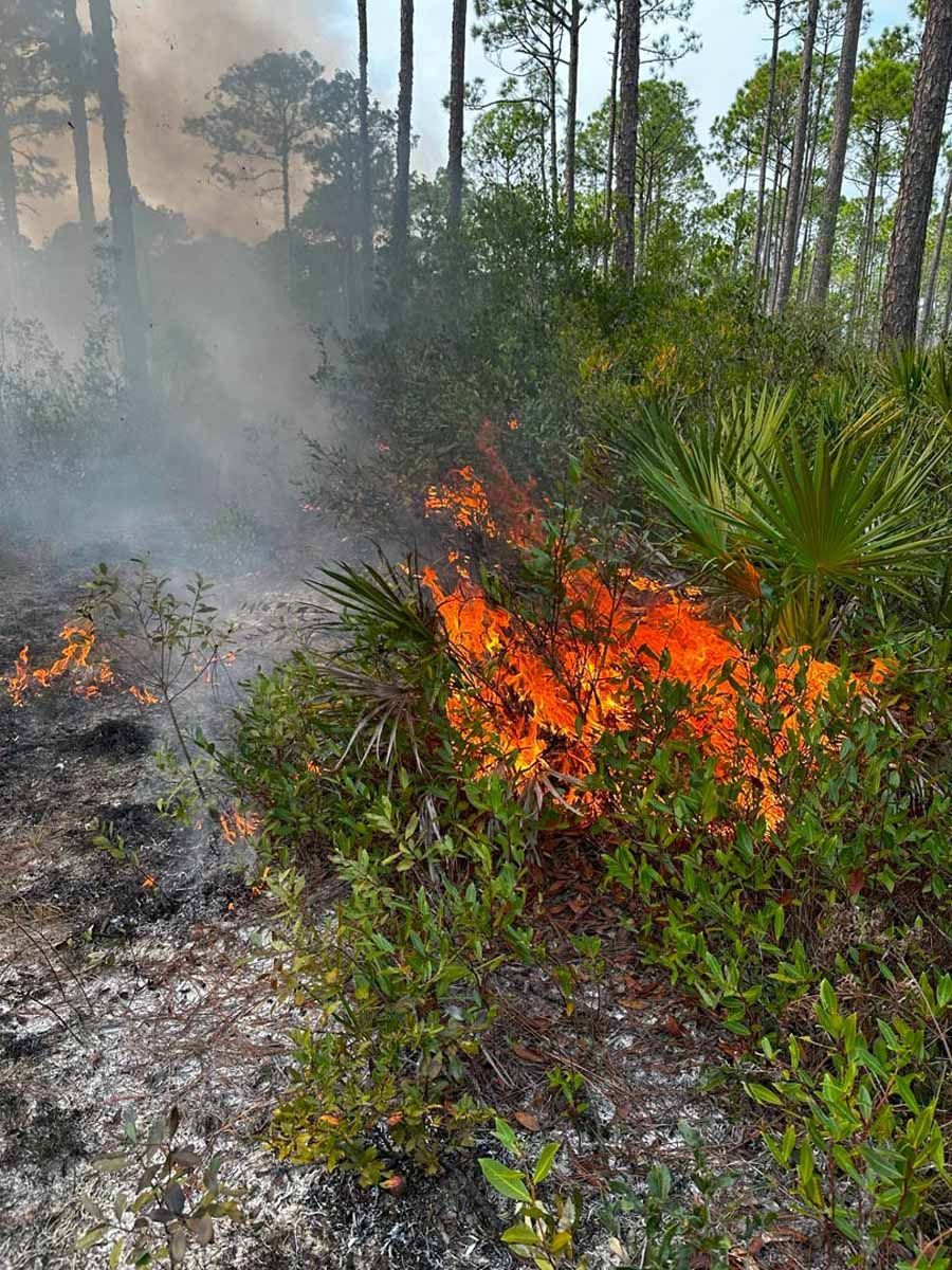 Fire burning in a forest, flames visible among green vegetation and smoke.