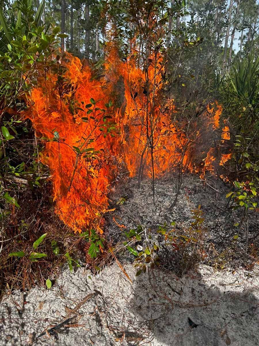 Burning brush with bright orange flames against a forest backdrop.