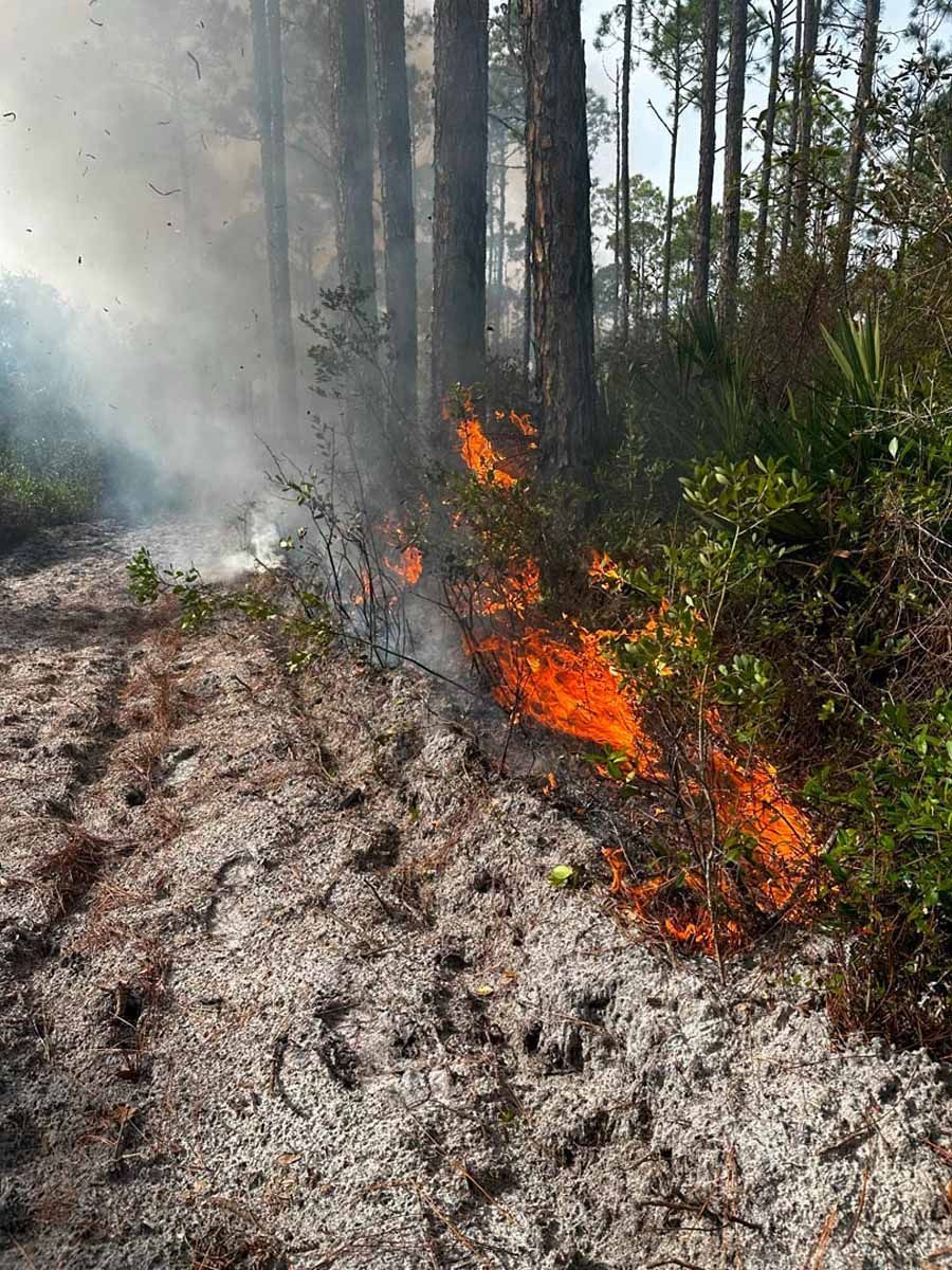 Forest fire burning near trees, with smoke and orange flames.