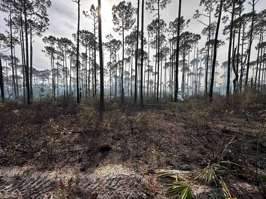 Pine trees in a forest after a fire, with charred ground and smoky haze.