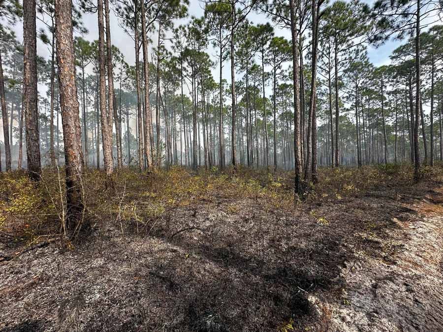 Forest floor with burned vegetation, tall pines, and hazy sky.