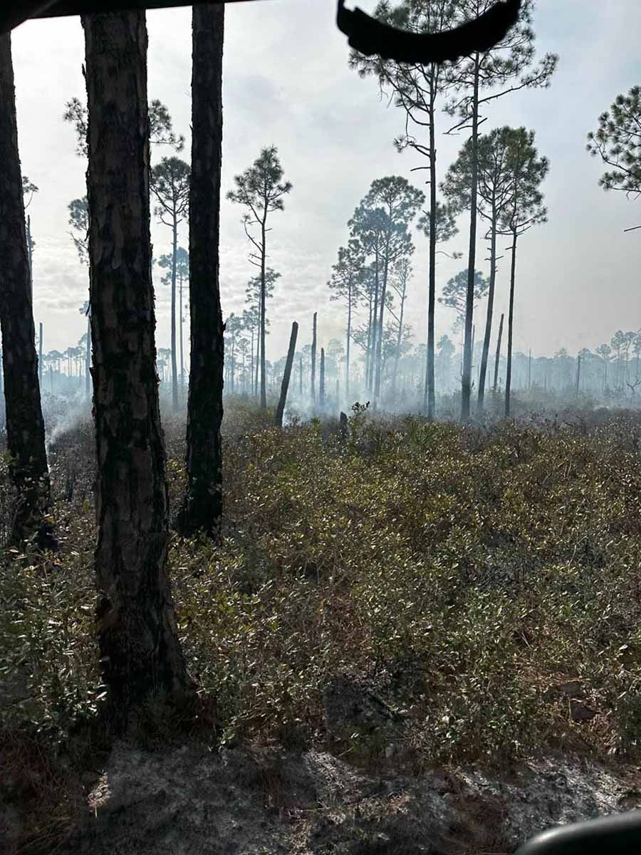 Smoldering forest floor with smoke rising among tall, slender pine trees.