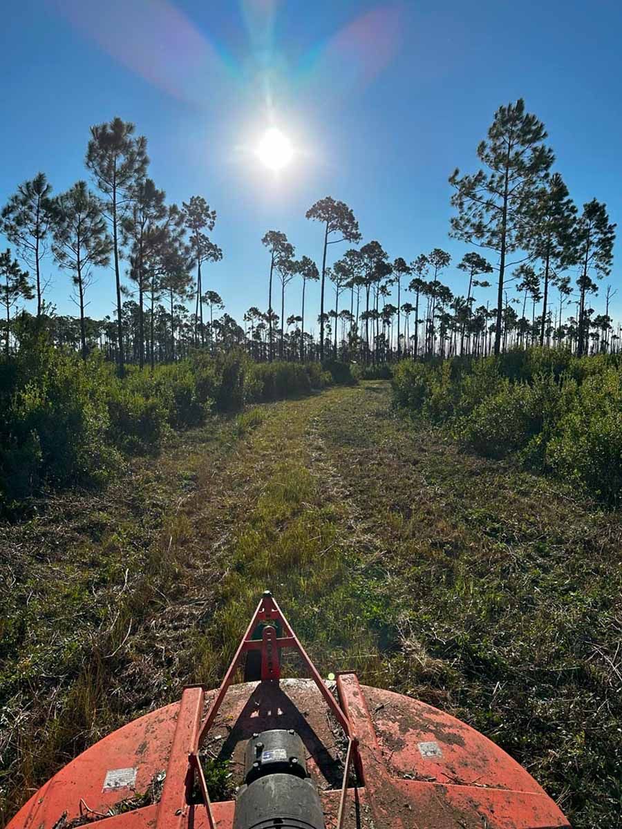 A brush cutter clearing a path through a field, with tall trees in the background under a bright sun.