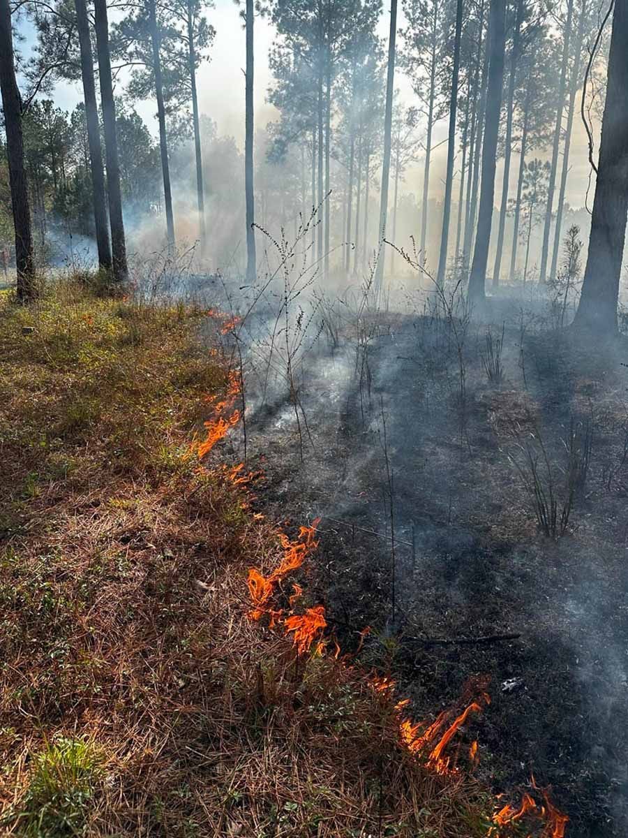 Controlled burn in a forest with flames, smoke, and trees.