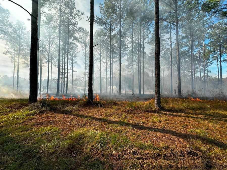 Forest fire with flames at ground level, smoke rising, tall trees, sunny day.