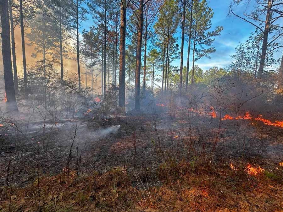 Forest fire burning, with flames, smoke, and tall trees in a sunny, blue sky setting.