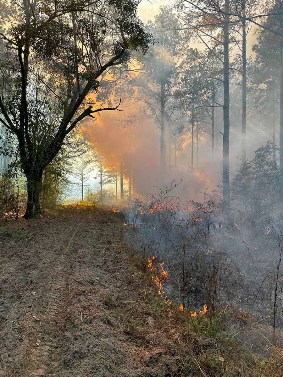Forest fire burning along a path, creating smoke and flames among trees.