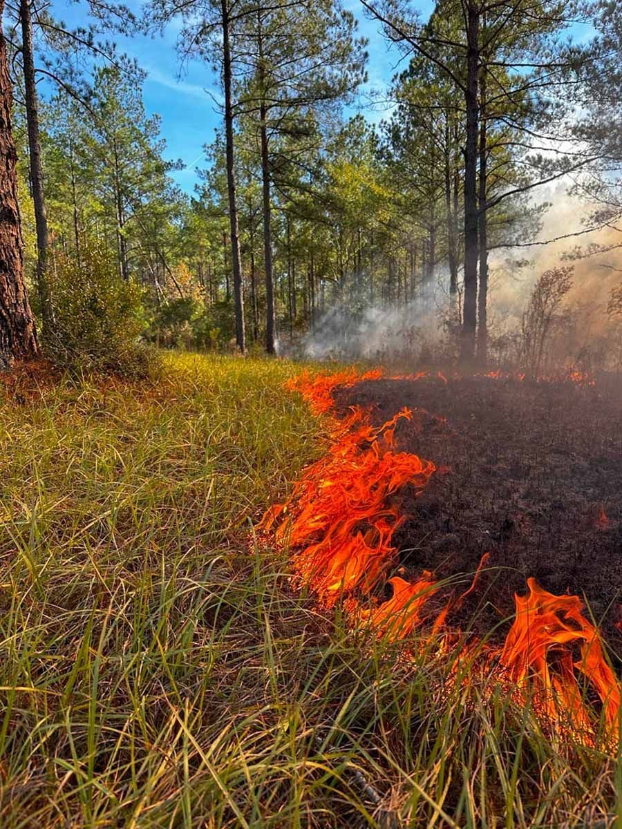 Controlled burn in a forest with flames along the edge of the grass.