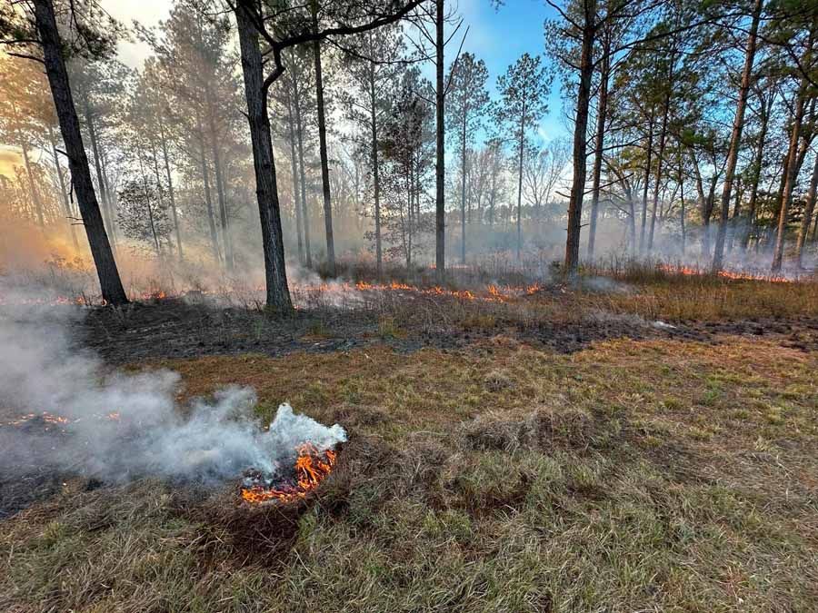Controlled burn in a forest with smoke and flames among trees and dry grass.