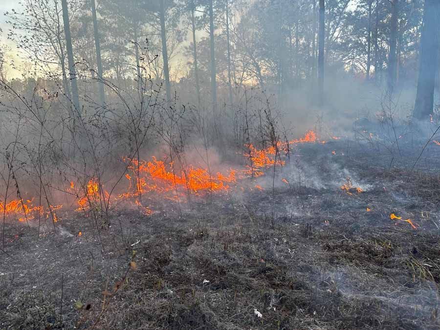 Wildfire burning through dry grass in a forest, with flames and smoke visible.