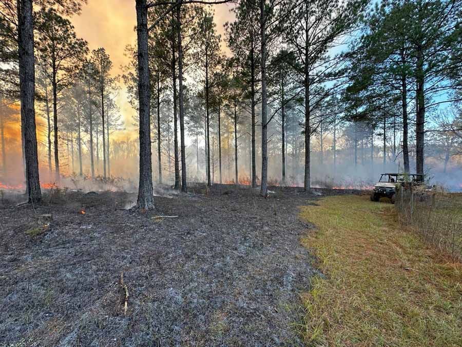 Forest fire burning near a dirt path; trees, smoke, and a utility vehicle are visible.