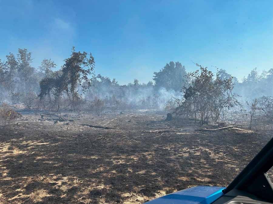 Burned forest with smoke rising; blue sky overhead.