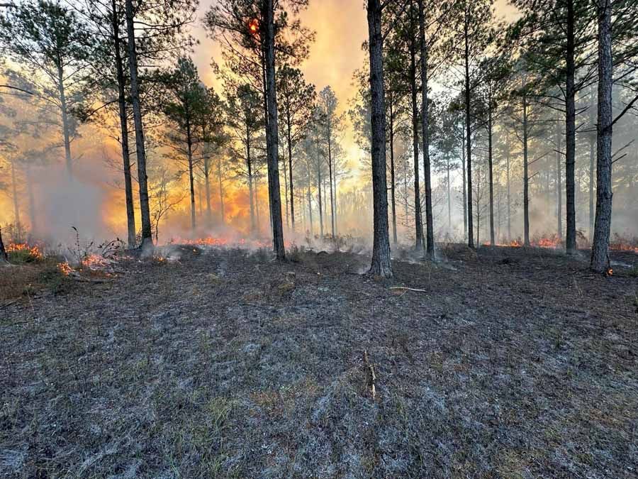 Forest fire burning through undergrowth; smoke and flames visible among tall trees.