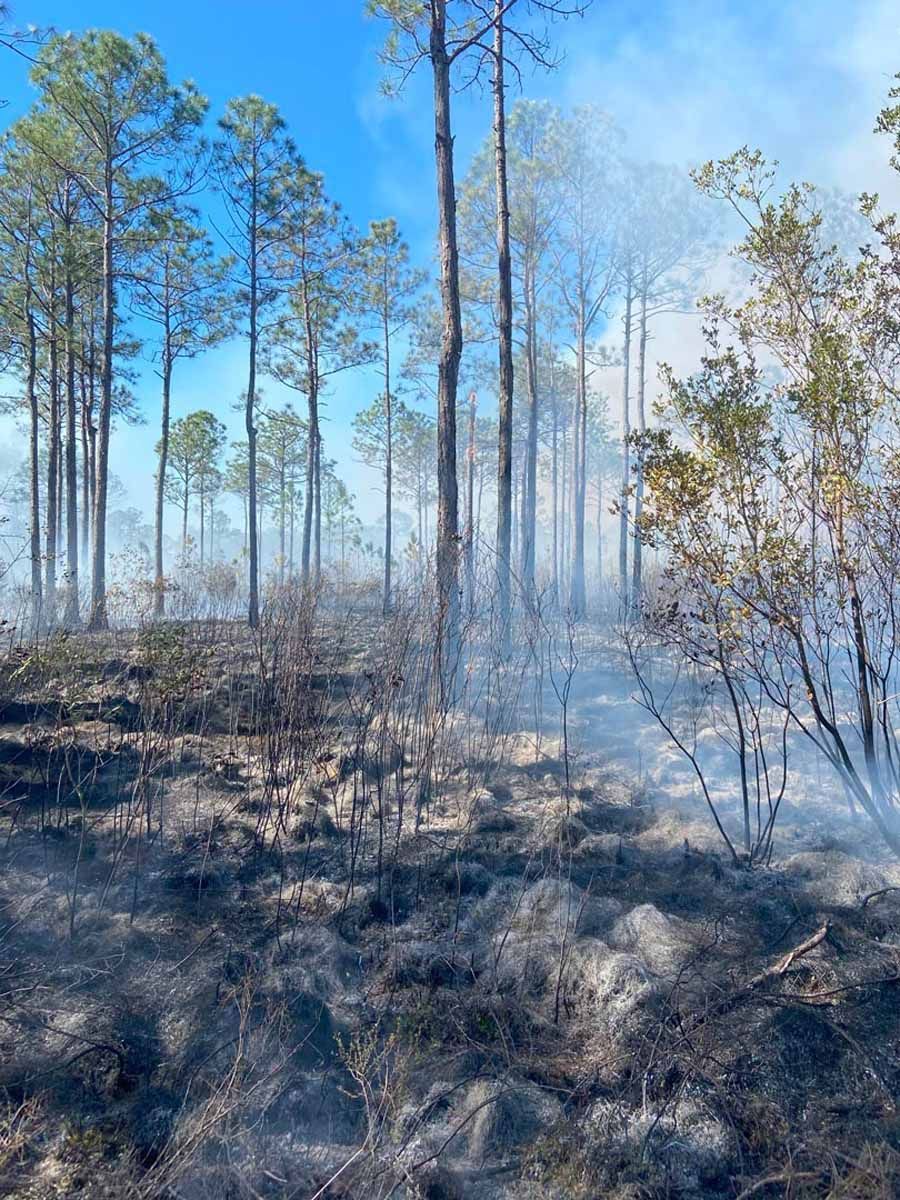 Prescribed burn in a pine forest, with charred ground and smoke rising around tall trees under a blue sky.