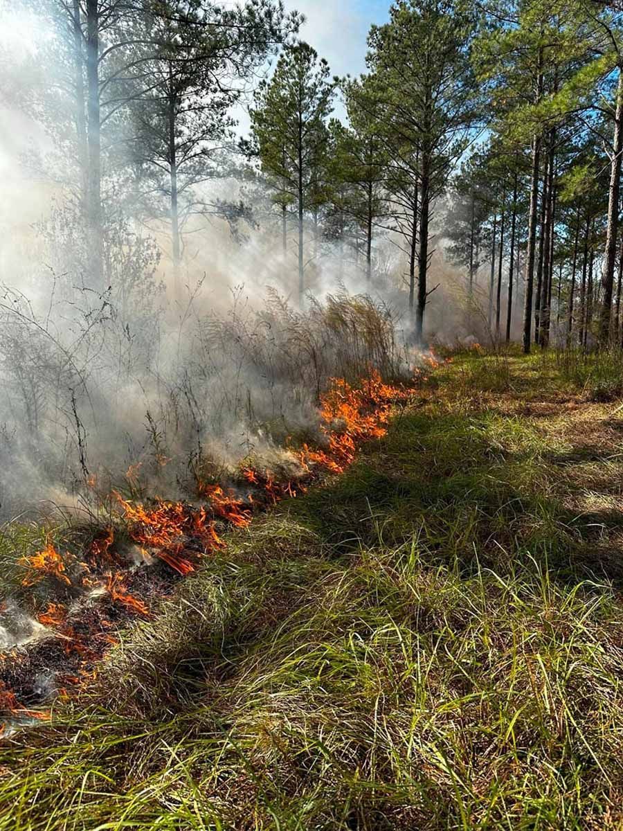 A prescribed burn in a grassy field with flames, smoke, and tall pine trees.