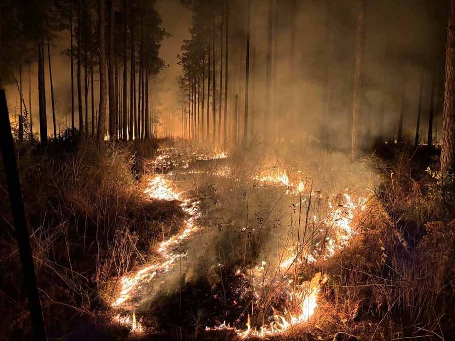 Forest fire burning brush and grass, with trees silhouetted in the smoky background.