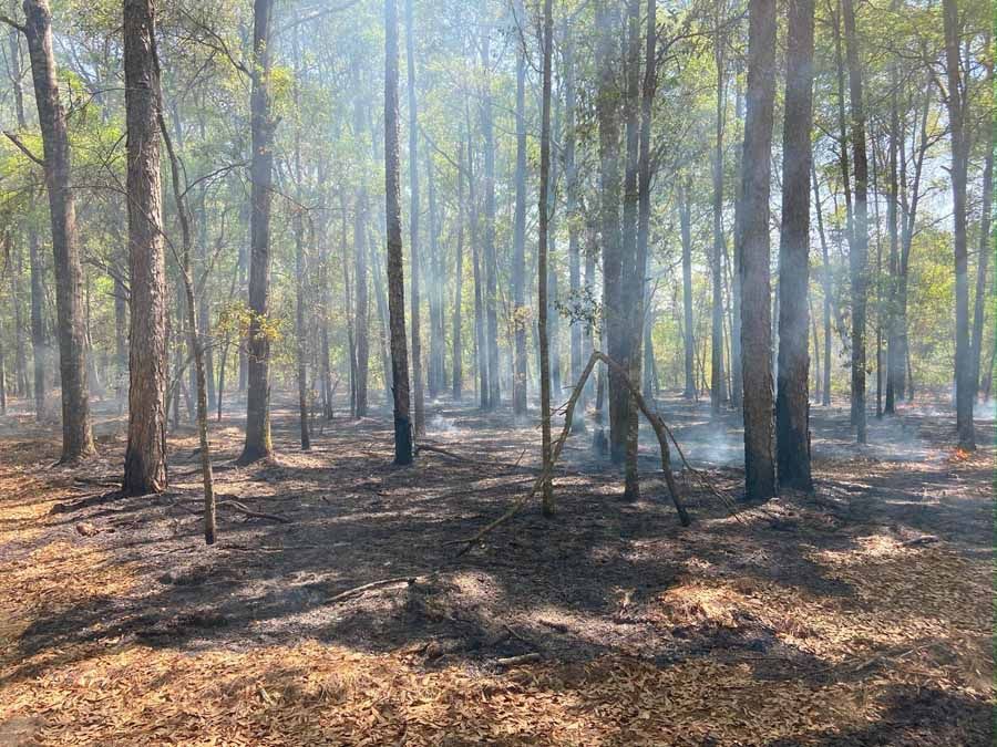 Forest scene with smoke, burnt ground, and tall trees.