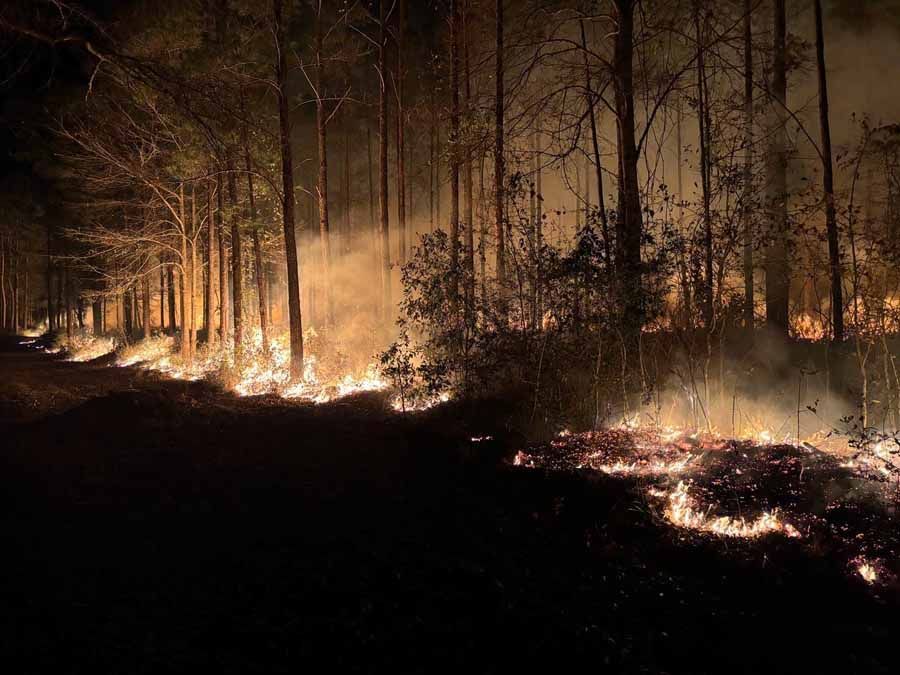 Forest fire burning at night, with flames and smoke in the trees.