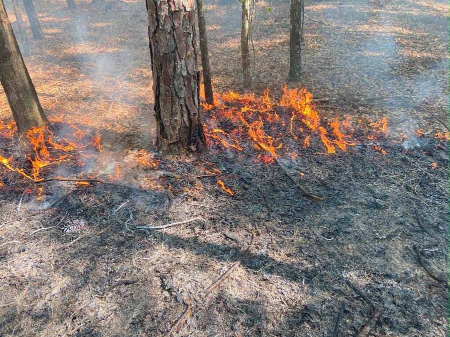 Fire burning in a forest with flames and smoke near trees and charred ground.