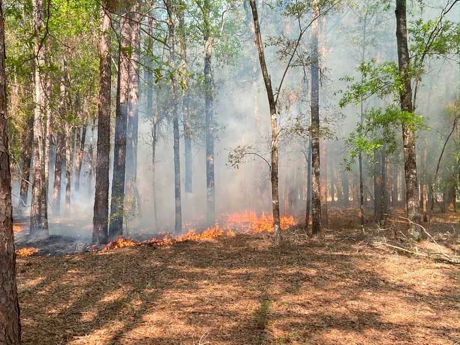 Forest fire burning through dry leaves and undergrowth, smoke rising.