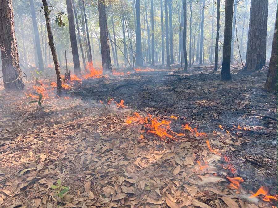 Forest floor ablaze with flames and smoke; trees in background.