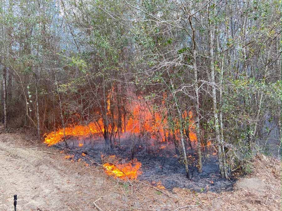 Wildfire burning in a wooded area, with flames and smoke near dry ground.