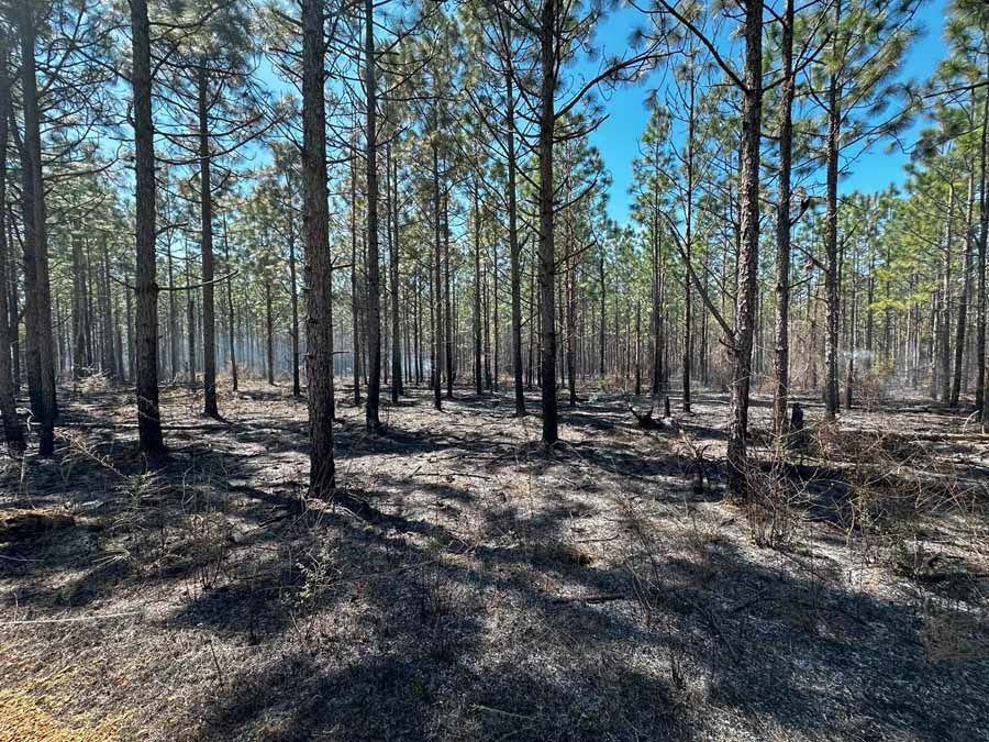 Forest scene after a burn: charred ground, tall pines, blue sky.