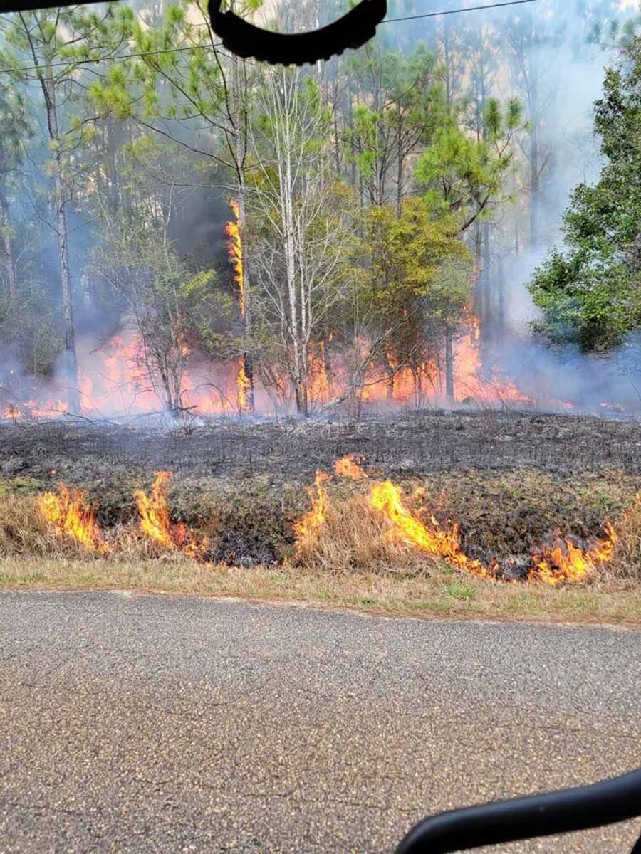 Forest fire with flames burning near a road, trees in the background. Smoke and scorched ground visible.