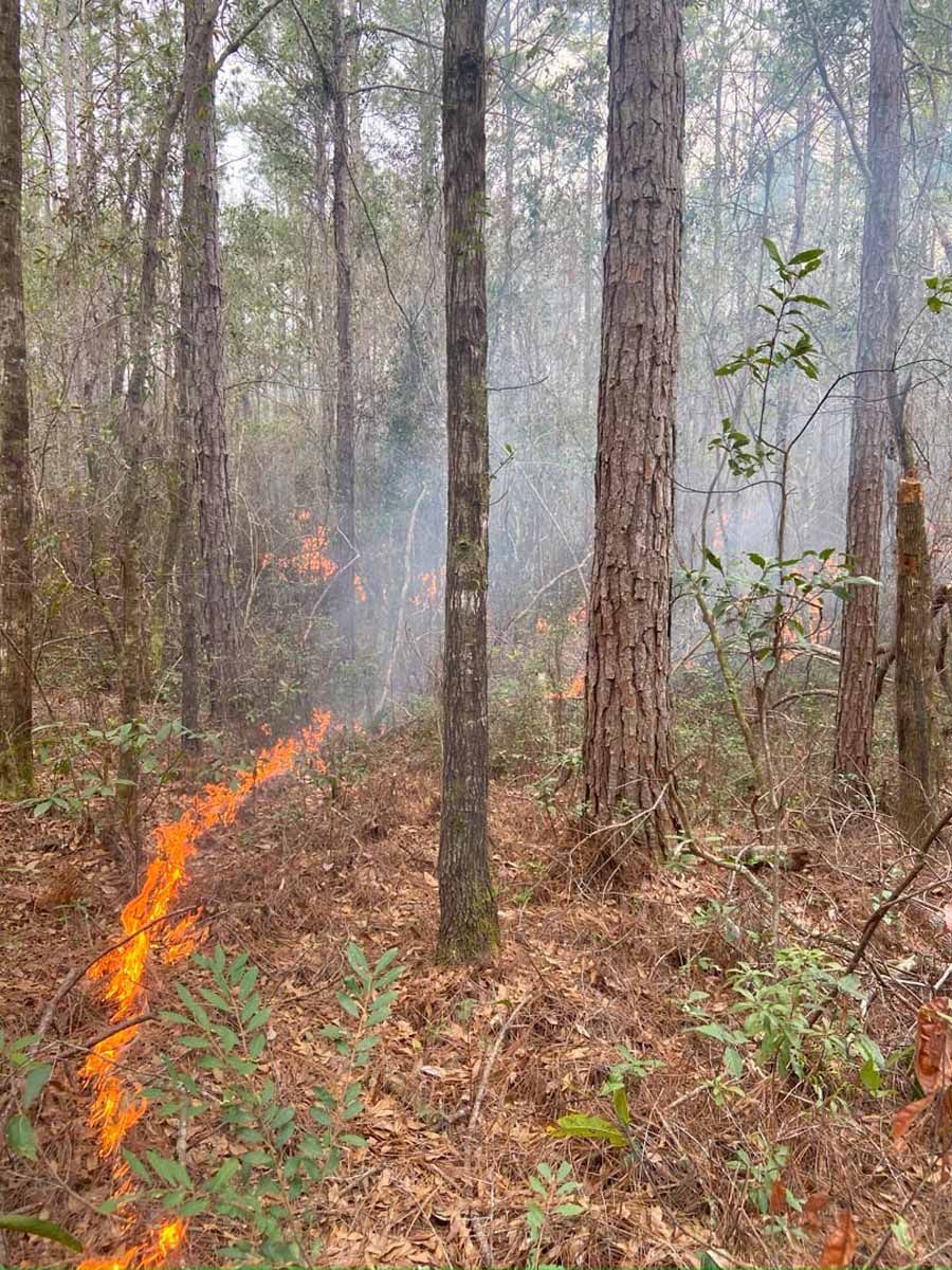 A controlled burn in a forest; flames along the ground with smoke rising around trees.