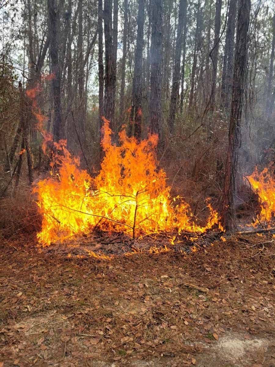 A wildfire burns intensely in a forest, with bright orange flames consuming dry brush and trees.