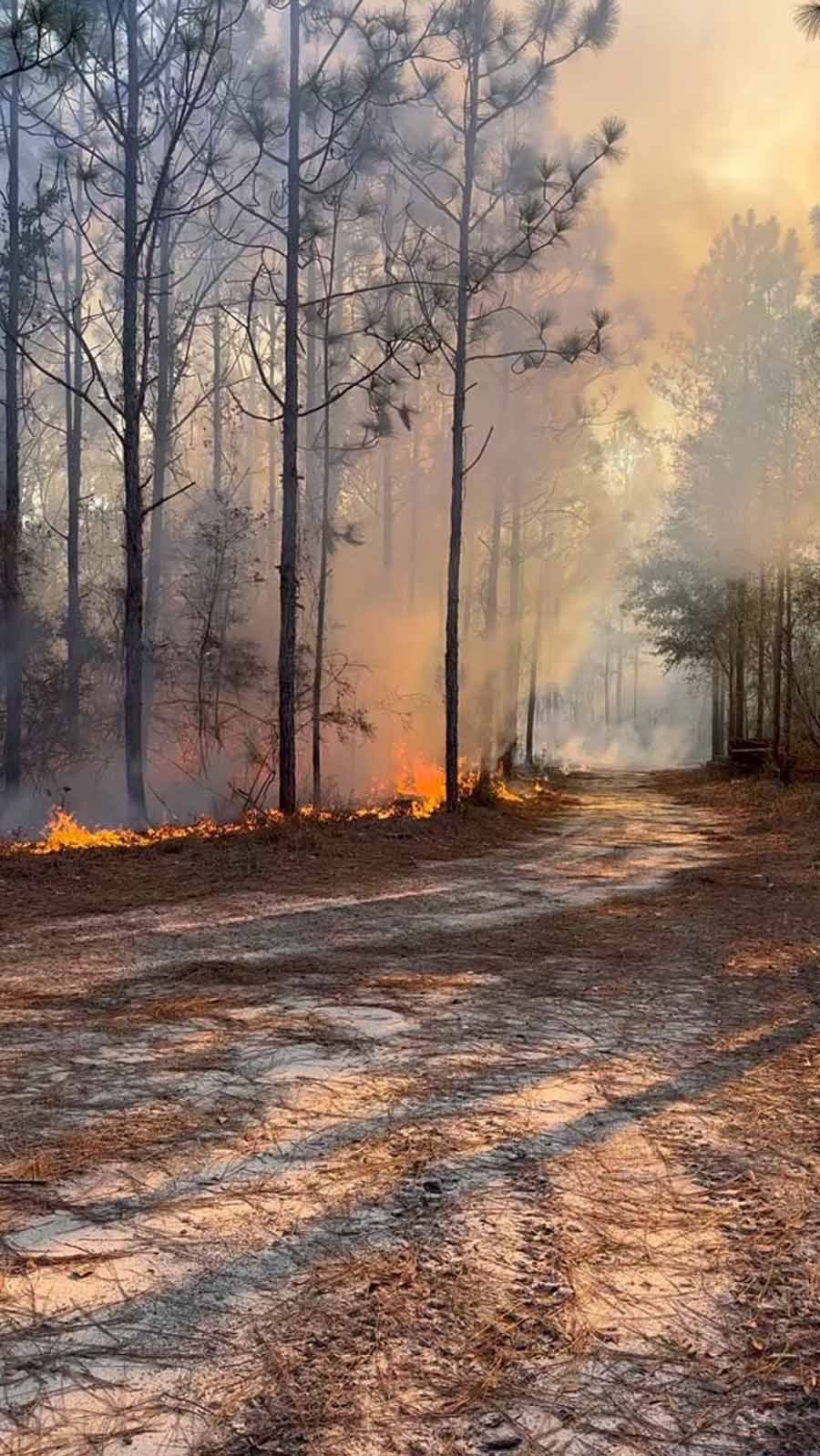 Forest fire burning along a dirt road, with smoke rising through trees.