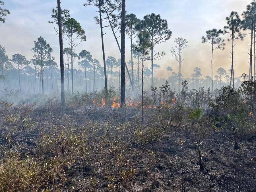 Prescribed burn in a pine forest; flames, smoke, and charred undergrowth.