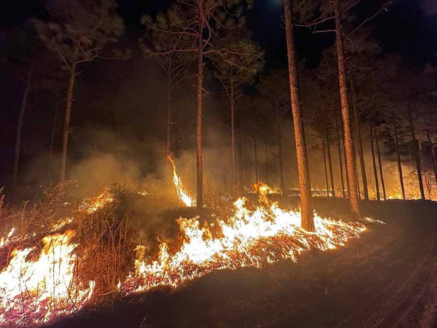 Forest fire burning low to the ground, flames and smoke amidst trees at night.