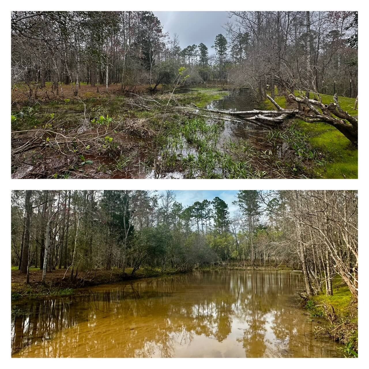 Top: muddy pond in a forest, with brown and green vegetation. Bottom: same pond, golden colored water, trees reflecting.