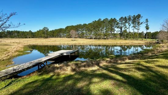 A small pond with a wooden dock on a sunny day, surrounded by green grass and a line of trees.