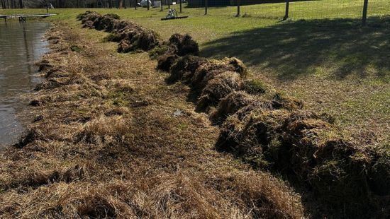 Rows of brown grass along a pond's edge on a grassy lawn.