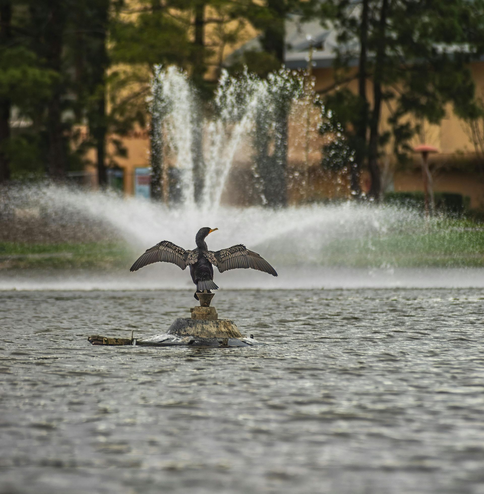 Cormorant bird with open wings on a rock in front of a fountain spraying water.