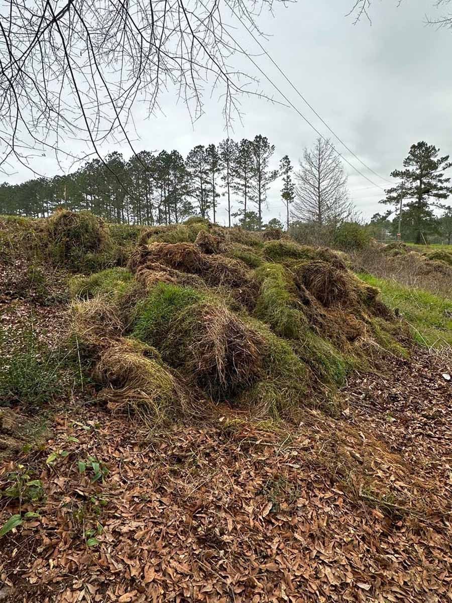 Pile of moss in a forest, with trees in the background under a cloudy sky.