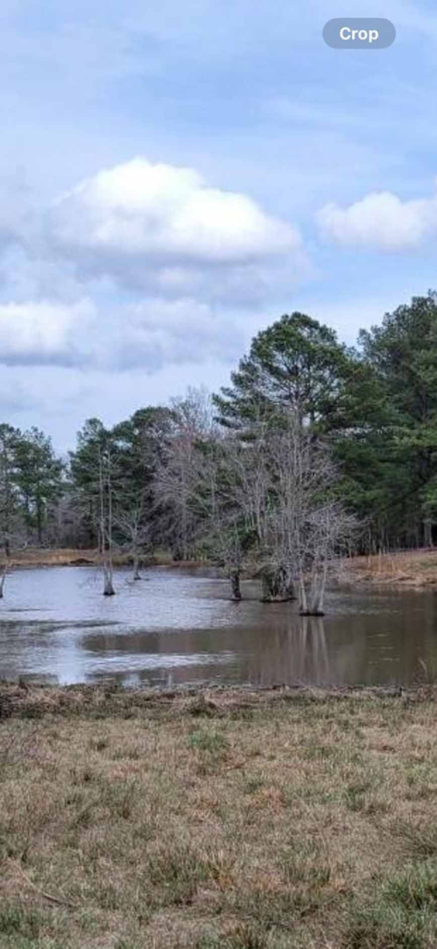 A pond with trees in the water, cloudy sky. Foreground is brown grass.