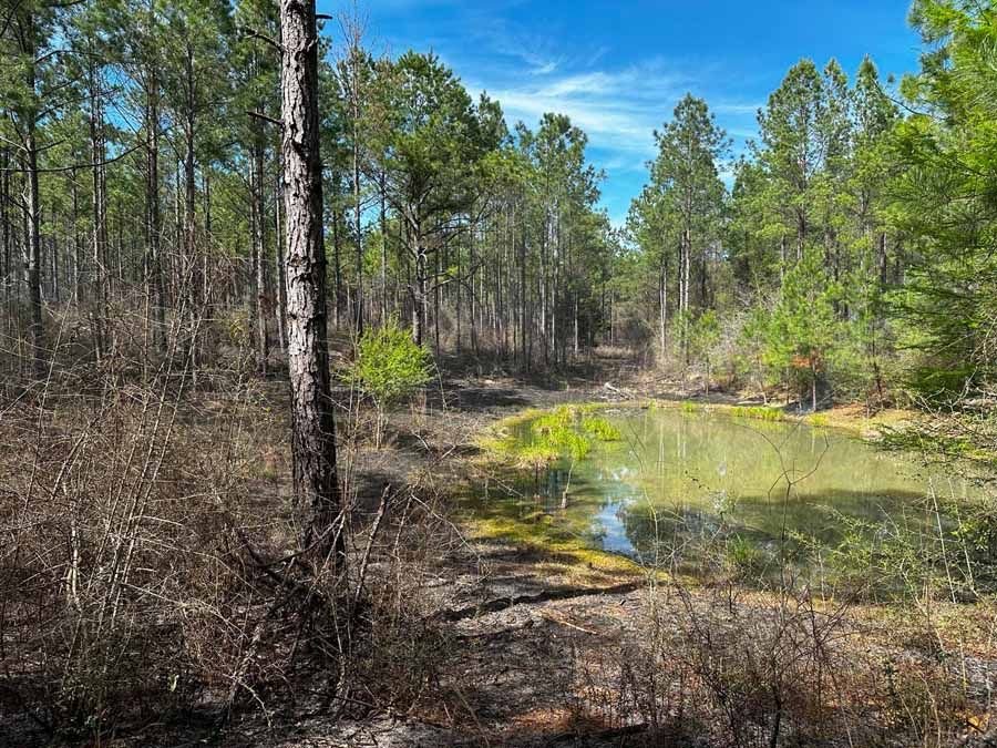Pond in forest, surrounded by pine trees and dry brush, under a blue sky.