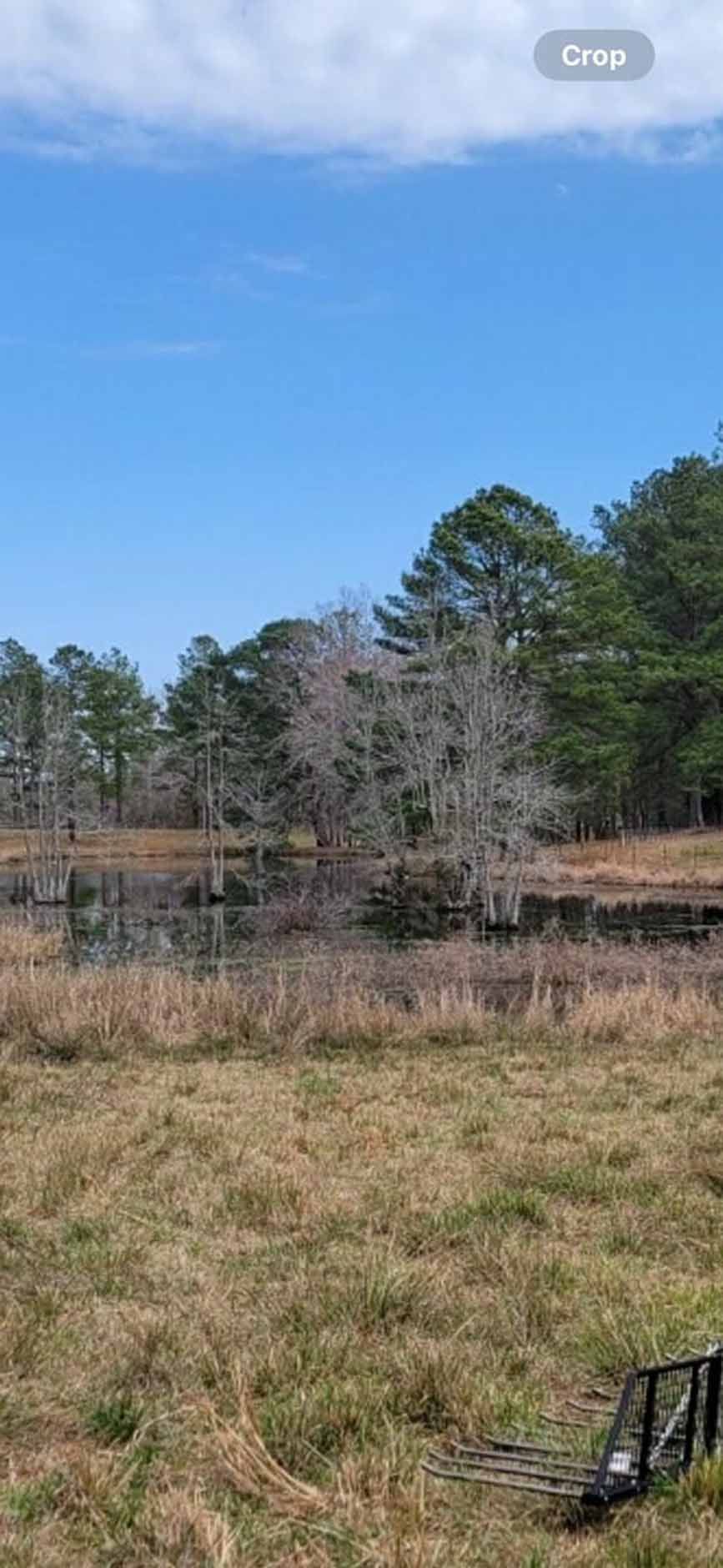 A pond surrounded by dry grass, trees, and a blue sky.