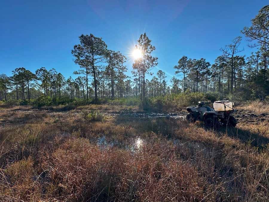 ATV parked near a muddy swamp with tall trees and bright sun.