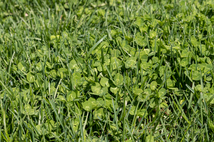 clover weeds
