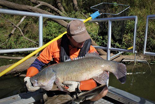 Fresh water fish catch
