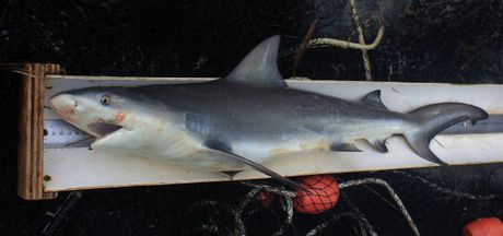 Shark fish