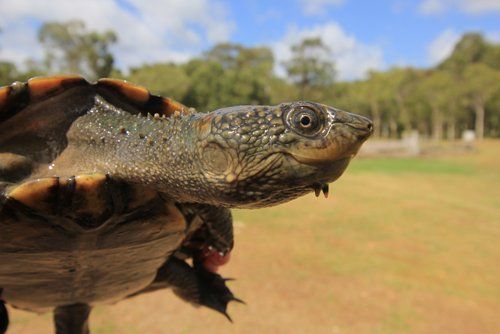Tortoise