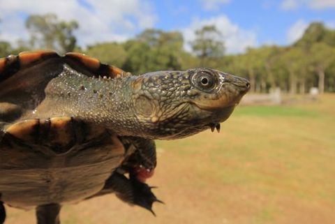 Tortoise